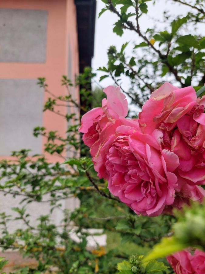 فندق R24, Rose House ليوبليانا المظهر الخارجي الصورة